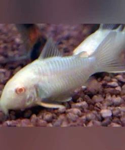 Albino Sterbai Cory
