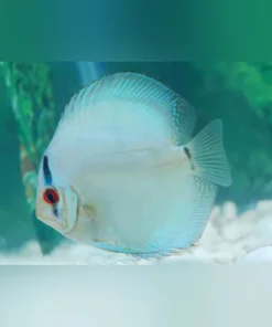 Cobalt Discus