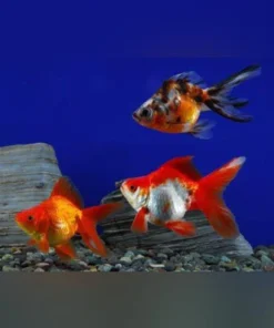 Assorted Ryukin 2" (Lot of 4)
