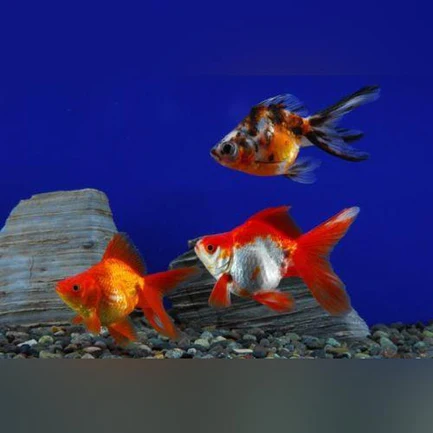 Assorted Ryukin 2" (Lot of 4)