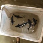 Black Koi