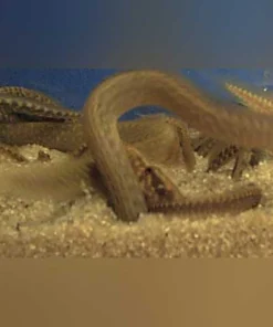 Starry Night Eel