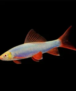 Blue Glo Shark