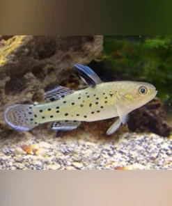 Fan Dance Goby