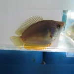 Dwarf Gourami Female