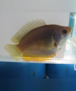 Dwarf Gourami Female