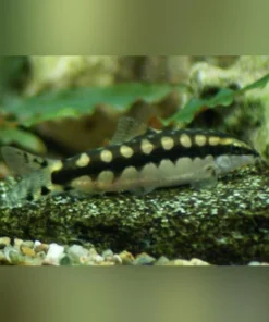 Chain Link Loach