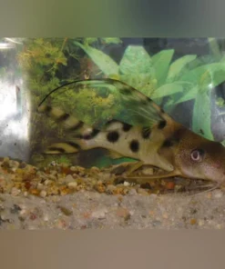 Syndodontis Decorus Catfish