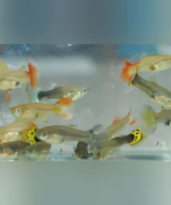 Assorted Color Female Guppies (Lot of 6)