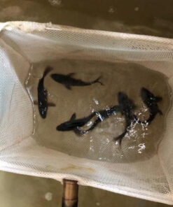 Black Koi