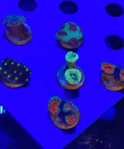 Assorted 6 lot Coral Frags Aussie