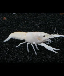 White Blizzard Lobster