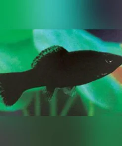 Black Molly