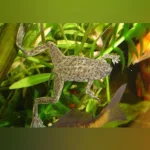 African Dwarf Frog
