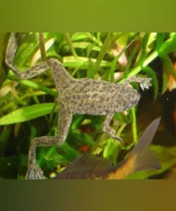 African Dwarf Frog