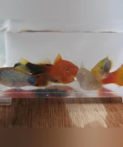 Platy Assorted (Lot of 6)