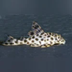 L-006 Leopard Spotted Pleco