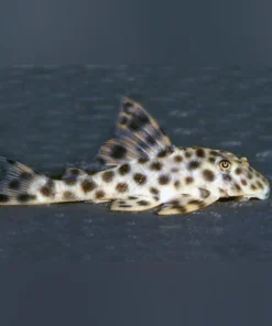 L-006 Leopard Spotted Pleco