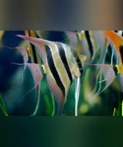 Altum Angelfish