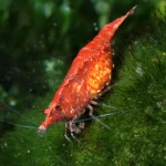 Red Cherry Shrimp