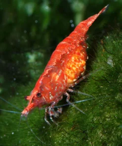 Red Cherry Shrimp