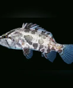Asian Leaf Fish
