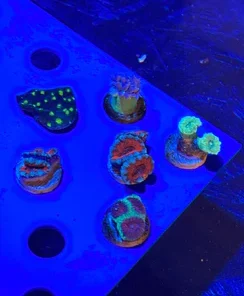 Alternative view of Assorted 6 lot Coral Frags Aussie