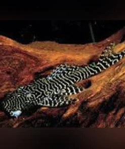 L-257 Tigrinnis Pleco