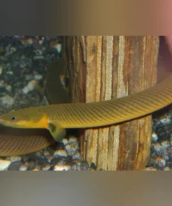 Reedfish