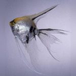 Veil Angelfish
