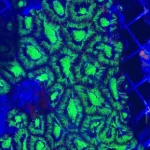 Green Acanthastrea Coral