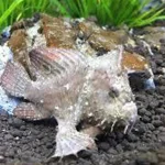 Frogfish