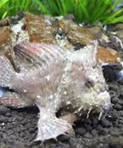 Frogfish