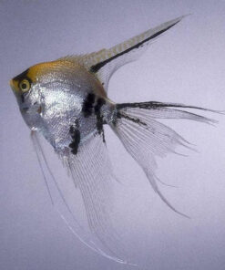 Veil Angelfish