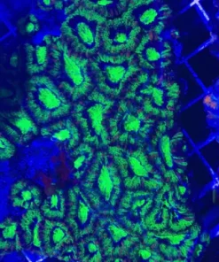 Green Acanthastrea Coral