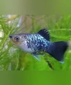 Galaxy Platy