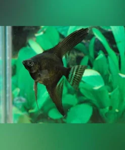 Full Black Angelfish