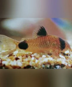 Panda Cory