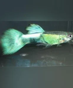 Purple Haze Guppy (Pair)