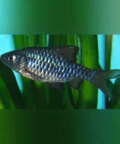 Checkered Barb
