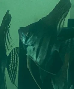 Black Lace Angelfish