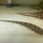 Centipede Knifefish