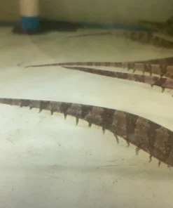 Centipede Knifefish