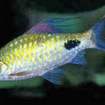 Filamentosa Barb