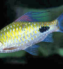 Filamentosa Barb