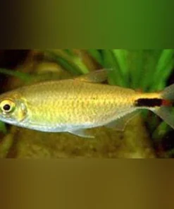 Alestes Tetra