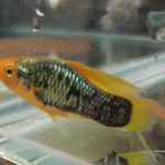 Red Tail Black Neon Variatus Platy
