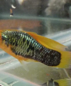 Red Tail Black Neon Variatus Platy