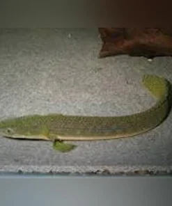 Retro Bichir