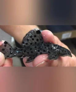 L-264 Sultan Pleco